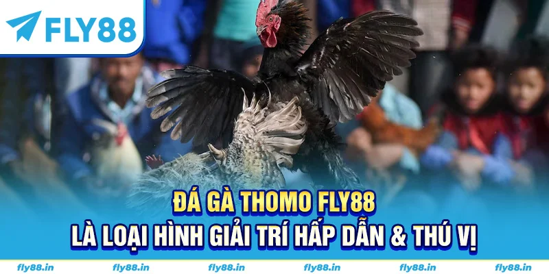 Đá gà Thomo Fly88 là loại hình giải trí hấp dẫn & thú vị
